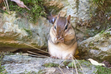 Cutle Little Chipmunk Washing His Face