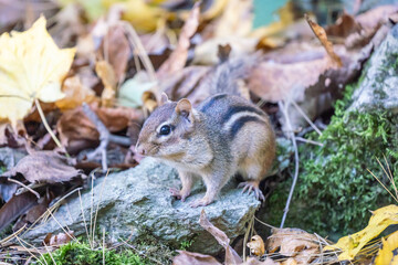 Cute Little Eastern Chipmunk in Fall Leaves looks at camera.