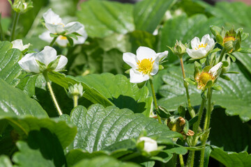 Strawberry (fragaria x ananassa) flowers in bloom