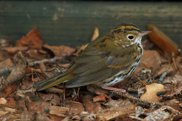 Ovenbird is on the ground among brown leaves in the summer garden.