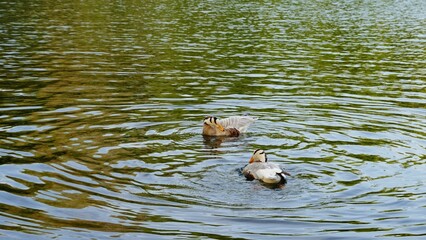 Scenic shot of two ducks drifting in a tranquil lake during the spring season