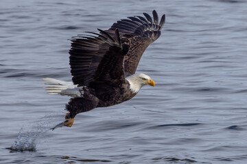 American bald eagle with fish catch