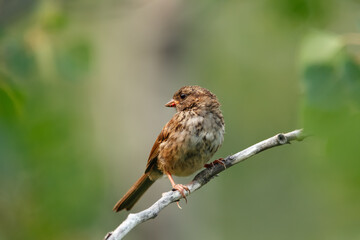 Young Song sparrow perched on a branch in the summer wood.