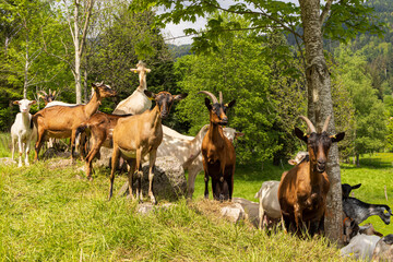 Herd of dairy goat along Route des Cretes in Vosges region in France