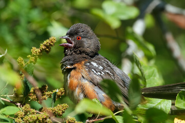 Beautiful Spotted towhee perched on a branch among green leaves.