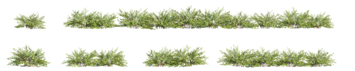 bush 3D rendering with transparent background, for illustration, digital composition, architecture visualization © ANDRIBENKY