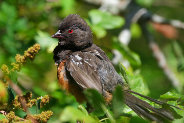 Beautiful Spotted towhee perched on a branch among green leaves.