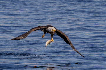 American Bald Eagle with freshly caught fish