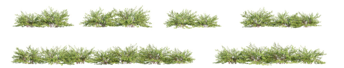 bush 3D rendering with transparent background, for illustration, digital composition, architecture visualization - obrazy, fototapety, plakaty