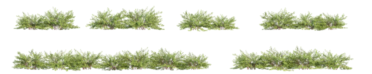 Foto op Plexiglas bush 3D rendering with transparent background, for illustration, digital composition, architecture visualization © ANDRIBENKY