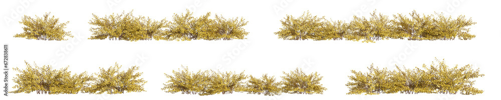 Poster bush 3d rendering with transparent background, for illustration, digital composition, architecture v