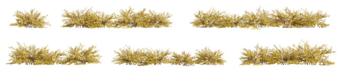 bush 3D rendering with transparent background, for illustration, digital composition, architecture visualization