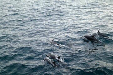 Group of dolphins swimming in the deep blue sea with waves