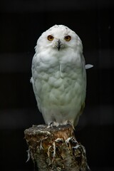 Fototapeta premium Majestic white snow owl perched atop a rustic wooden stump against a black background