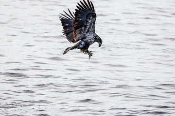 Immature Bald Eagle with fish catch