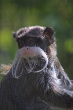 Emperor Tamarin monkey at the zoo.