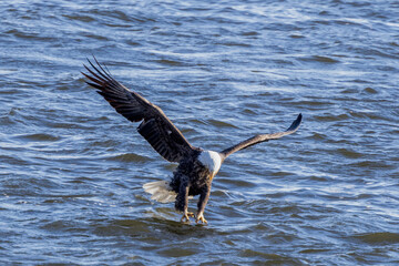 Bald Eagle catching fish