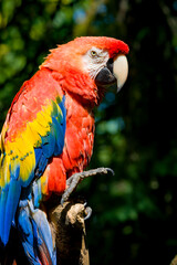 Red Ara parrot, Red Ara Parrot, Scarlet ara, beautiful Green-winged Macaw (Ara chloropterus). Macaw parrot with blurry green vegetation background.