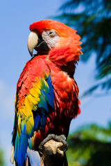 Obraz premium Red Ara parrot, Red Ara Parrot, Scarlet ara, beautiful Green-winged Macaw (Ara chloropterus)