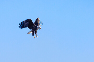 eagle in flight