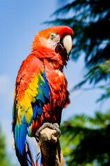 Red Ara Parrot, Scarlet ara, beautiful Green-winged Macaw (Ara chloropterus). 