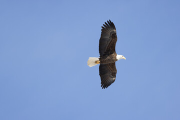 bald eagle in flight