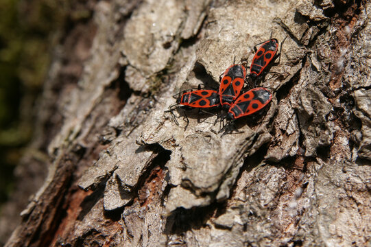 A group of red beetles on tree bark. The colony of Pyrrhocoris apterus. 
