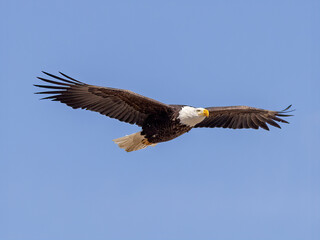 bald eagle in flight, soars