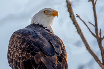 portrait of a eagle