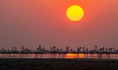 Large flock of flamingos gathered on the shoreline at sunset.