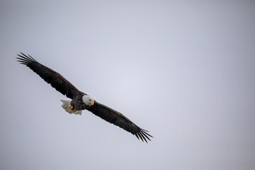bald eagle in flight