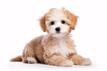 A charming Maltipoo pup is depicted isolated on a white backdrop.