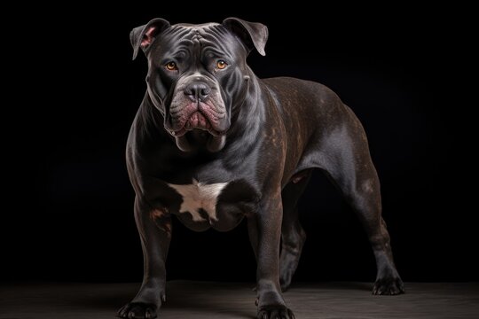 Impressive American Xl Bully With Stacked Physique