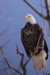 american bald eagle on a branch