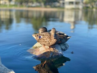 two ducks on a rock in the water, reflected in the water