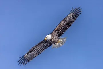 Zelfklevend Fotobehang bald eagle in flight © Steven