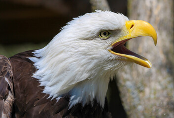 portrait of the eagle