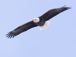 Bald Eagle Soars in Blue Sky