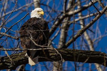 Bald Eagle Perched in a Tree