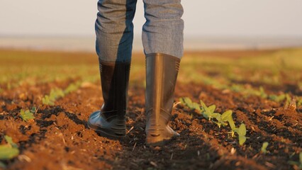 Legs of farmer in rubber boots checking young sprouts walking across field