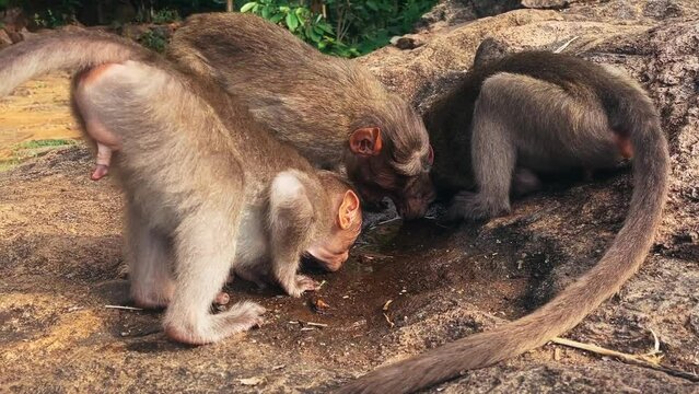 Monkeys playing with each other in a wild jungle environment. Mount Arunachala, India
