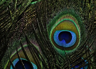two peacock feathers sitting on top of each other on a table