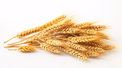 A wheat crop is displayed in full focus against a plain white backdrop.