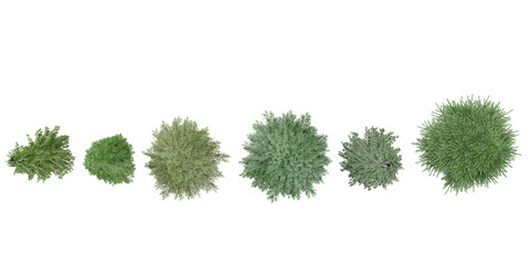 set of Common wormwood,Dill,Silver mound,Pine,fir tress rendered from the top view, 3D illustration, for digital composition, illustration, 2D plans, architecture visualization