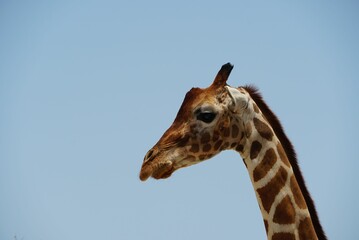 Obraz premium a giraffe's head in front of blue sky