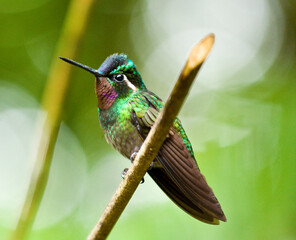 Kolibri in Costa Rica © Christine