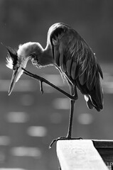 Vertical of a stork perched on a railing in grayscale