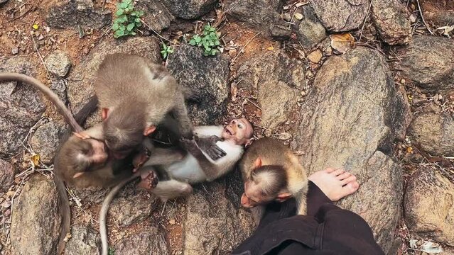 Monkeys playing with each other in a wild jungle environment. Mount Arunachala, India
