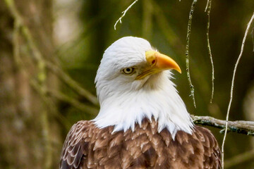 Bald eagle craning his neck