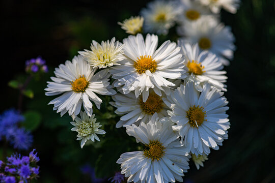 Close up of white aster flowers